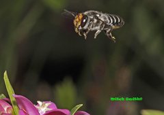 Megachile chrysopyga