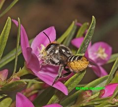 Megachile chrysopyga
