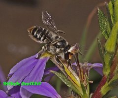 Megachile chrysopyga