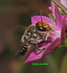 Megachile chrysopyga