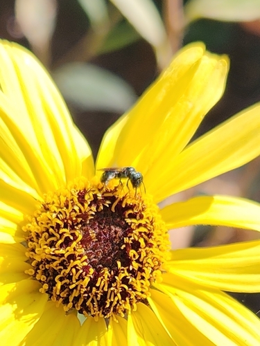 iNaturalist observation photo of Zadontomerus