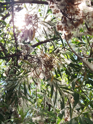 iNaturalist observation photo of Goodding's willow