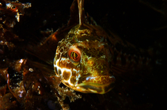 Pseudoblennius percoides