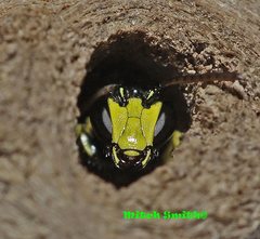 Hylaeus honestus