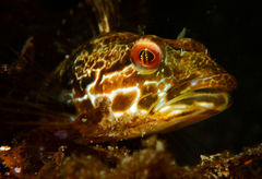 Pseudoblennius percoides