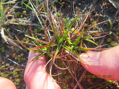 Juncus caespiticius