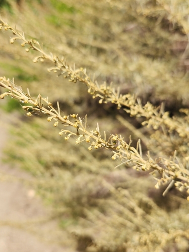 iNaturalist observation photo of California sagebrush