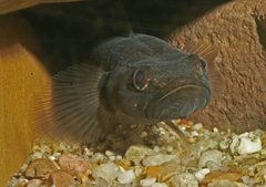 Philypnodon grandiceps