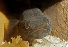 Philypnodon grandiceps