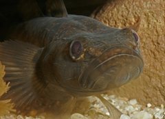 Philypnodon grandiceps