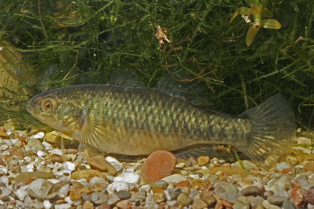 Empire Gudgeon (Fishes of Sydney Olympic Park) · iNaturalist