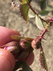 Rosa spithamea