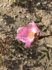 Rosa spithamea