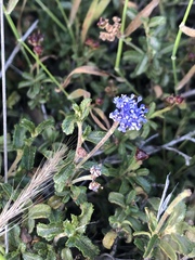 Ceanothus foliosus medius