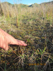 Juncus caespiticius