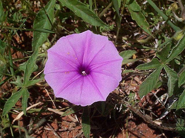 Smallpink Morning Glory