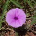 Smallpink Morning Glory - Photo no rights reserved, uploaded by Botswanabugs