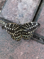 Lexias pardalis