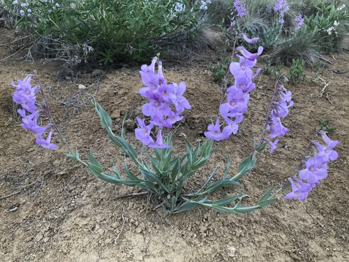 Penstemon secundiflorus