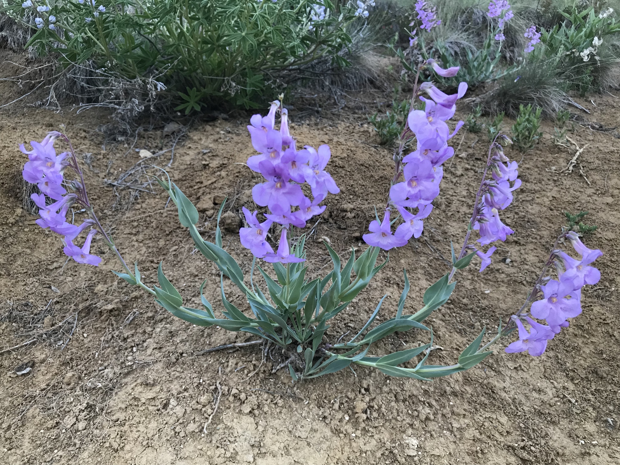 Penstemon secundiflorus