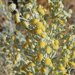 Artemisia arborescens