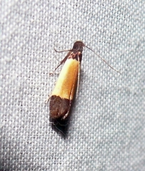 Anacampsis coverdalella