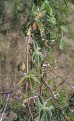 Ipomoea magnusiana image