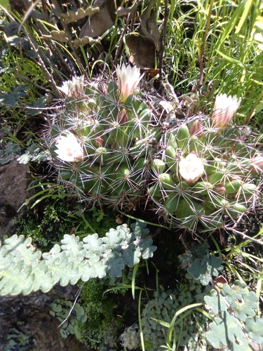 Mammillaria mathildae
