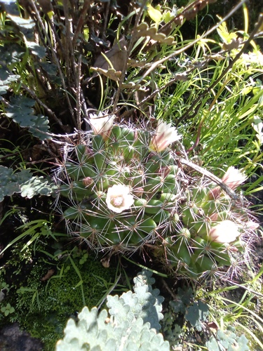 Mammillaria mathildae