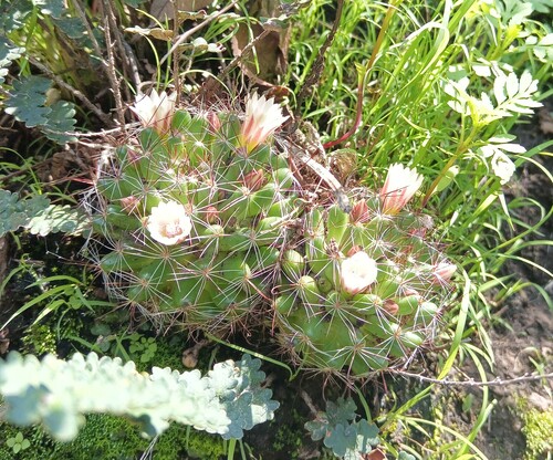 Mammillaria mathildae