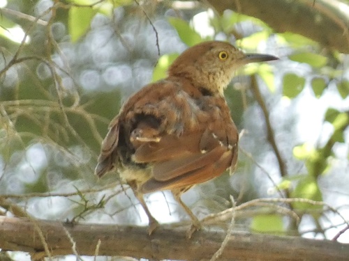 Brown Thrasher