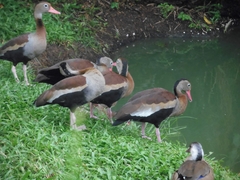 Dendrocygna autumnalis