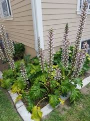 Acanthus mollis