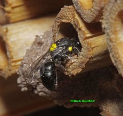 Hylaeus nubilosus
