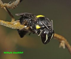 Hylaeus nubilosus
