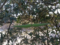Tacazzea apiculata