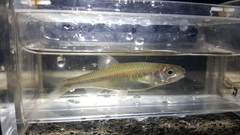 Notropis volucellus