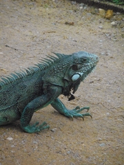Iguana iguana
