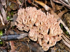 Ramaria botrytoides