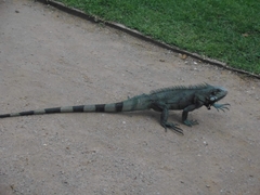 Iguana iguana