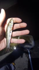 Catostomus commersonii