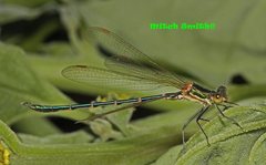 Austrolestes cingulatus