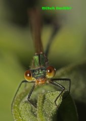 Austrolestes cingulatus