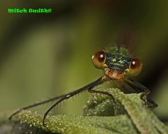 Austrolestes cingulatus