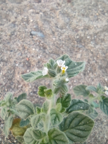 Image of Heliotropium hirsutissimum by (c) Sergey Basalaev, some rights reserved (CC BY)