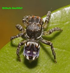 Maratus harrisi