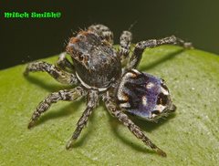 Maratus harrisi
