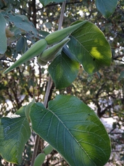 Tacazzea apiculata