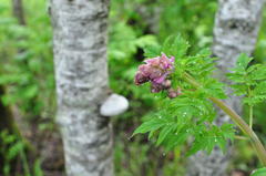Corydalis gigantea
