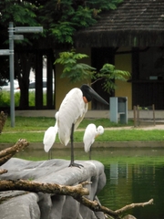 Jabiru mycteria